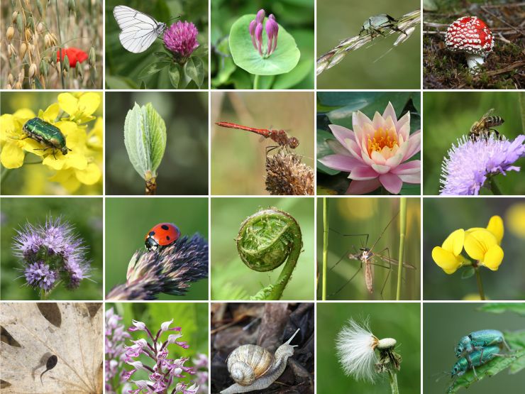 Bugs Love London - Our Summer Picture Competition